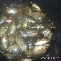 Snake-skin Gourami, photo 5