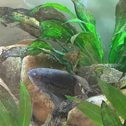 Snake-skin Gourami, photo 6
