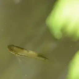 Snake-skin Gourami, photo 8
