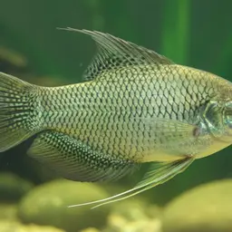 Snake-skin Gourami, photo 9