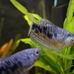 Three-spot Gourami, photo 1