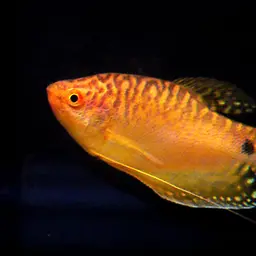 Three-spot Gourami, photo 3