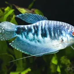 Three-spot Gourami, photo 6