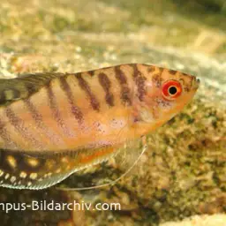 Three-spot Gourami, photo 7