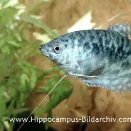 Three-spot Gourami, photo 8