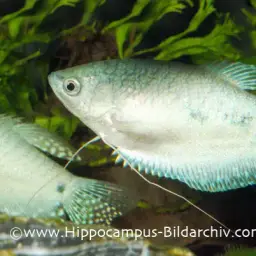 Three-spot Gourami, photo 9