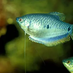 Three-spot Gourami, photo 10
