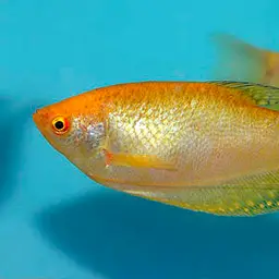 Three-spot Gourami, photo 11