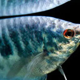 Three-spot Gourami, photo 12