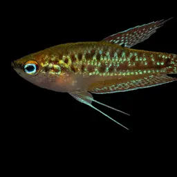 Sparkling Gourami