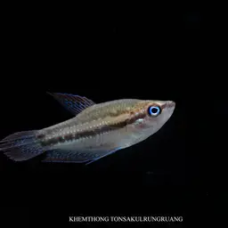 Sparkling Gourami, photo 2