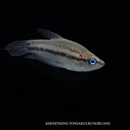 Sparkling Gourami, photo 3