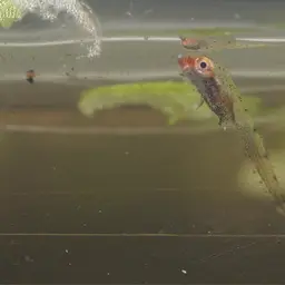 Sparkling Gourami, photo 4