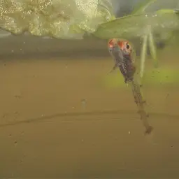 Sparkling Gourami, photo 5