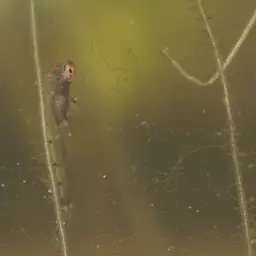 Sparkling Gourami, photo 6