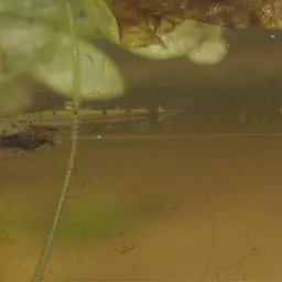 Sparkling Gourami, photo 7