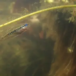Sparkling Gourami, photo 8