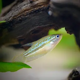 Sparkling Gourami, photo 9