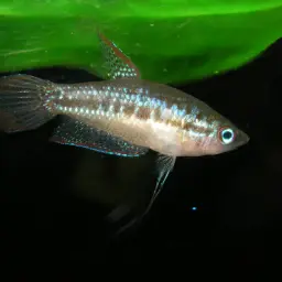 Sparkling Gourami, photo 10