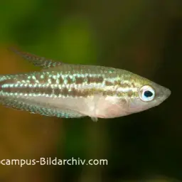 Sparkling Gourami, photo 11