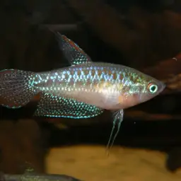 Sparkling Gourami, photo 12