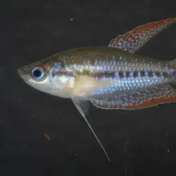 Mekong Croaking Gourami, photo 1