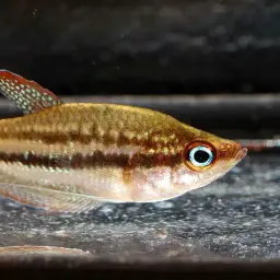 Mekong Croaking Gourami, photo 2