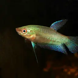 Mekong Croaking Gourami, photo 3