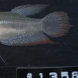 Mekong Croaking Gourami, photo 4