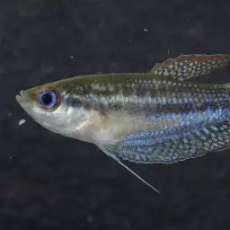 Mekong Croaking Gourami, photo 5