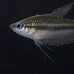 Mekong Croaking Gourami, photo 6