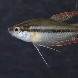 Mekong Croaking Gourami, photo 7