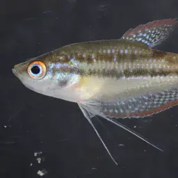 Mekong Croaking Gourami, photo 8