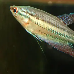 Mekong Croaking Gourami, photo 9