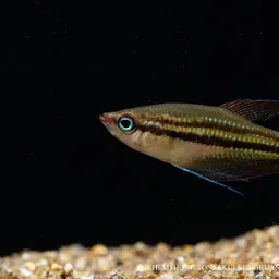Mekong Croaking Gourami, photo 10