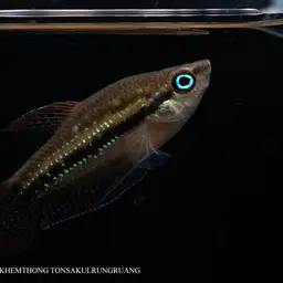 Mekong Croaking Gourami, photo 11