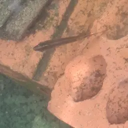 Mekong Croaking Gourami, photo 12
