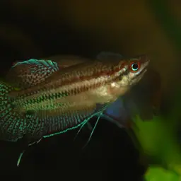 Croaking Gourami, photo 1