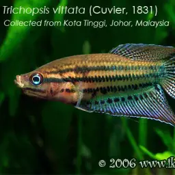 Croaking Gourami, photo 2