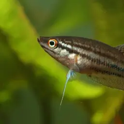 Croaking Gourami, photo 3