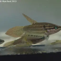 Croaking Gourami, photo 4