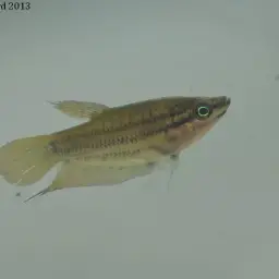 Croaking Gourami, photo 5