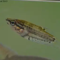 Croaking Gourami, photo 6