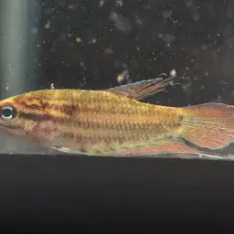 Croaking Gourami, photo 7
