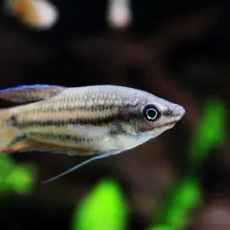 Croaking Gourami, photo 8
