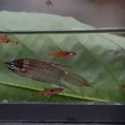 Croaking Gourami, photo 9