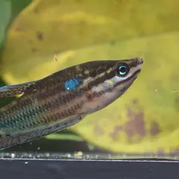 Croaking Gourami, photo 10