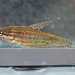 Croaking Gourami, photo 11