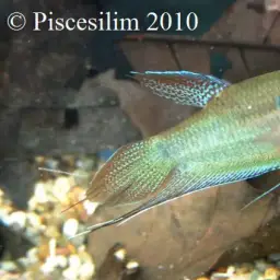 Croaking Gourami, photo 12