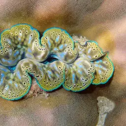 Crocea Clam